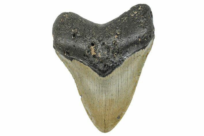 Serrated, Fossil Megalodon Tooth - North Carolina #272858